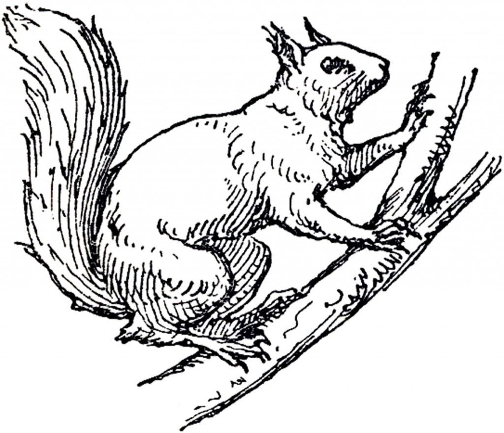 1024x881 Vintage Squirrel Illustration! Animals Squirrel Illustration