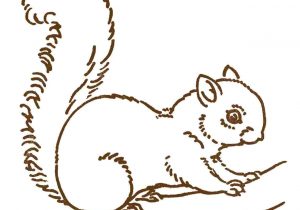300x210 Easy Drawings Of Squirrels To Draw A Cartoon Squirrel In Few