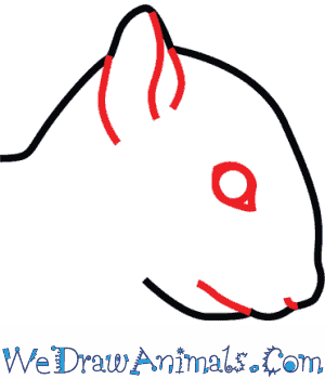 300x350 How To Draw A Red Squirrel