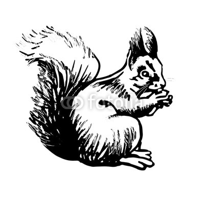 397x400 Squirrel Stylized Line Drawing Buy Photos Ap Images Detailview