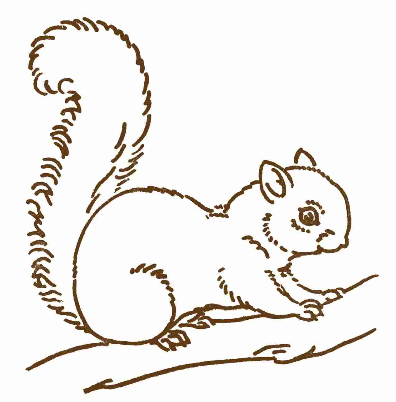 1273x1294 Drawing Easy Squirrel Gdpicture Us