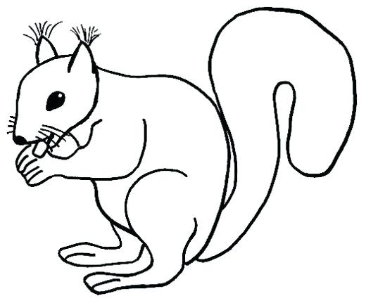 520x431 draw a squirrel how to draw a squirrel for kids draw squirrel