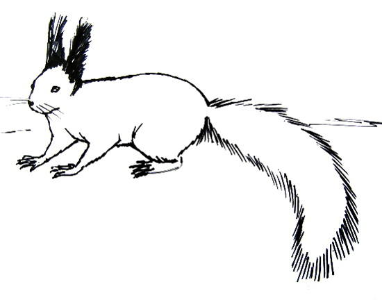 550x432 How To Draw A Squirrel