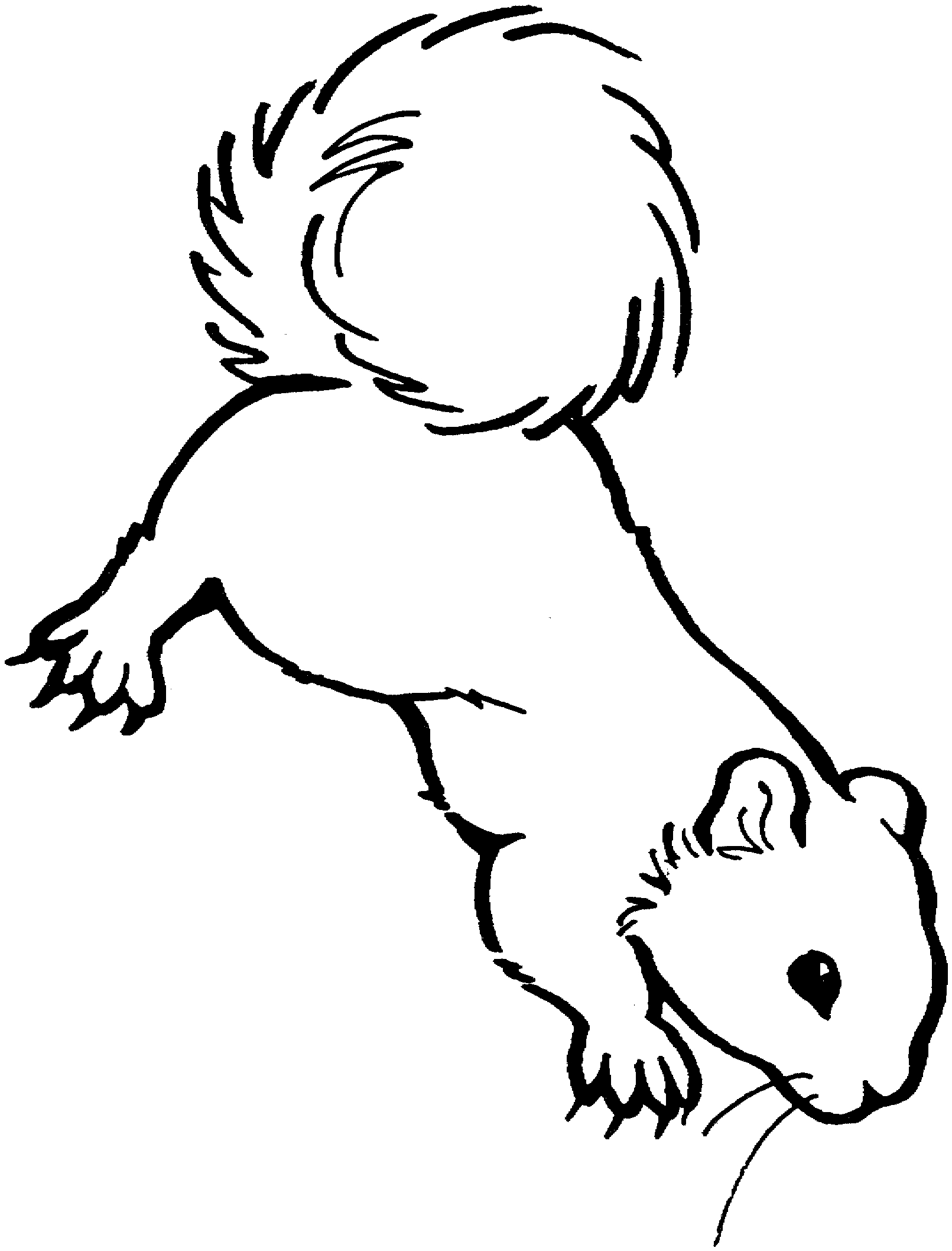 1611x2116 Realistic Squirrel Coloring Pages