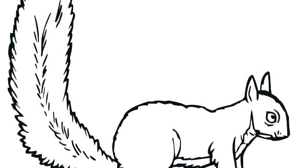 585x329 squirrel coloring pages squirrel coloring pages fresh squirrel