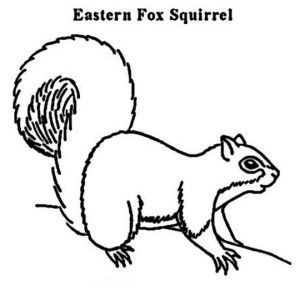 300x300 Squirrel, Eastern Fox Squirrel Coloring