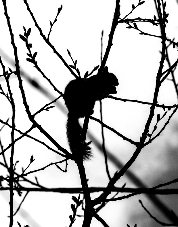 Squirrel In Tree Drawing | Free download on ClipArtMag