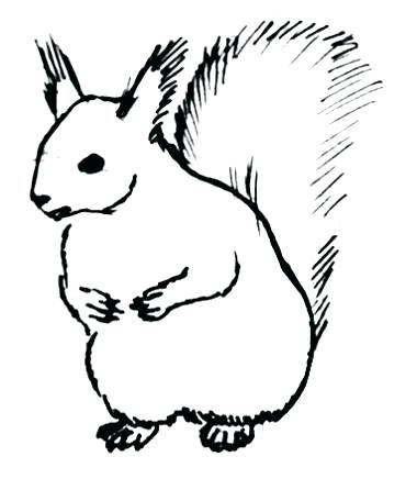 380x446 Squirrel Drawing Squirrel Drawing Images