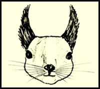 200x177 How To Draw Squirrels Drawing Tutorials Drawing How To Draw
