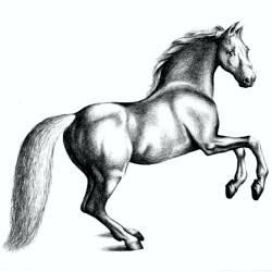 250x250 How To Draw A Squirrel