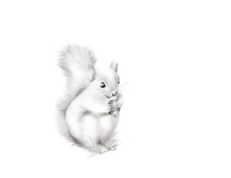 473x365 squirrel nursery print, baby animal art, woodland nursery, gender