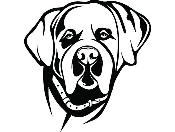 570x429 Saint Bernard Dog Happy Breed K Animal Pet Puppy Paws Etsy