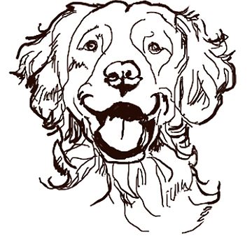 360x360 Saint Bernard Red