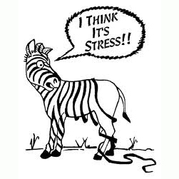 251x251 St Francis Of Assisi Catholic Parish, Mairehau