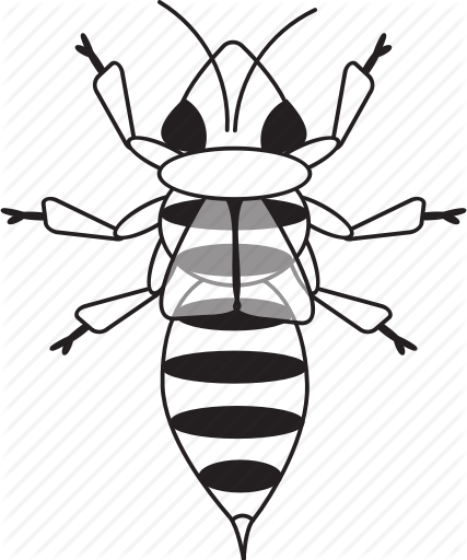 427x512 Drawing Insects Ground Beetle Transparent Png Clipart Free
