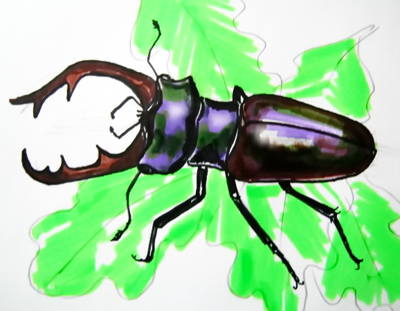 400x311 How To Draw A Stag Beetle