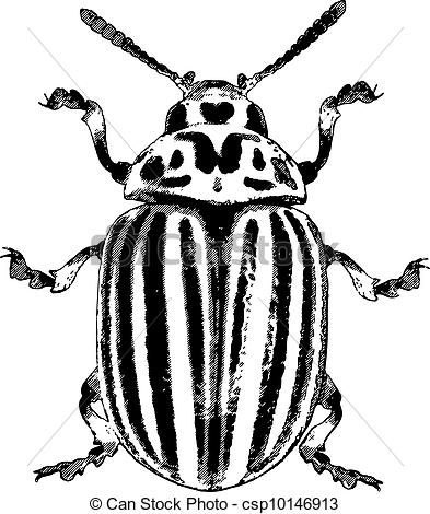 393x470 Huge Collection Of 'beetle Drawing' Download More Than Images