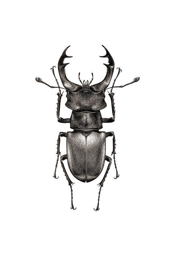 570x806 Lucanus Cervus Art Print Natural History Direct