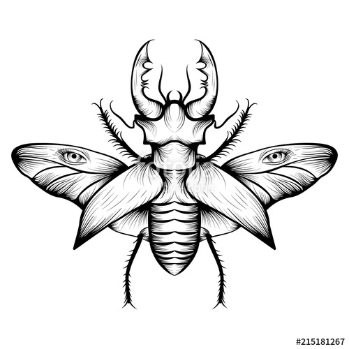 500x500 Monochrome Stag Beetle Drawing Stock Image And Royalty Free