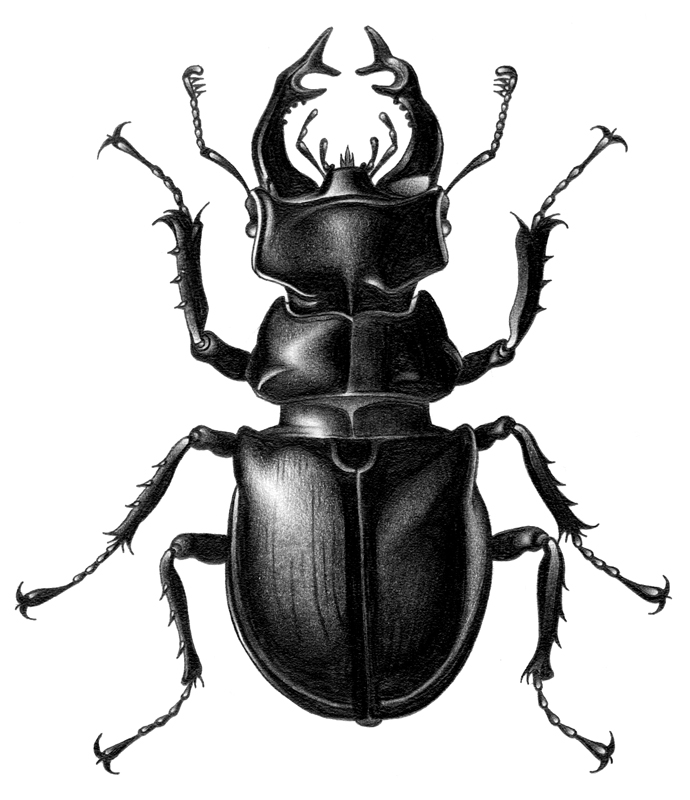 690x800 beetle drawing stag beetle for free download