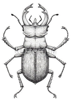 283x400 Stag Beetle Tattoo Art Lucanus Cervus Dot Work Tattoo Insect