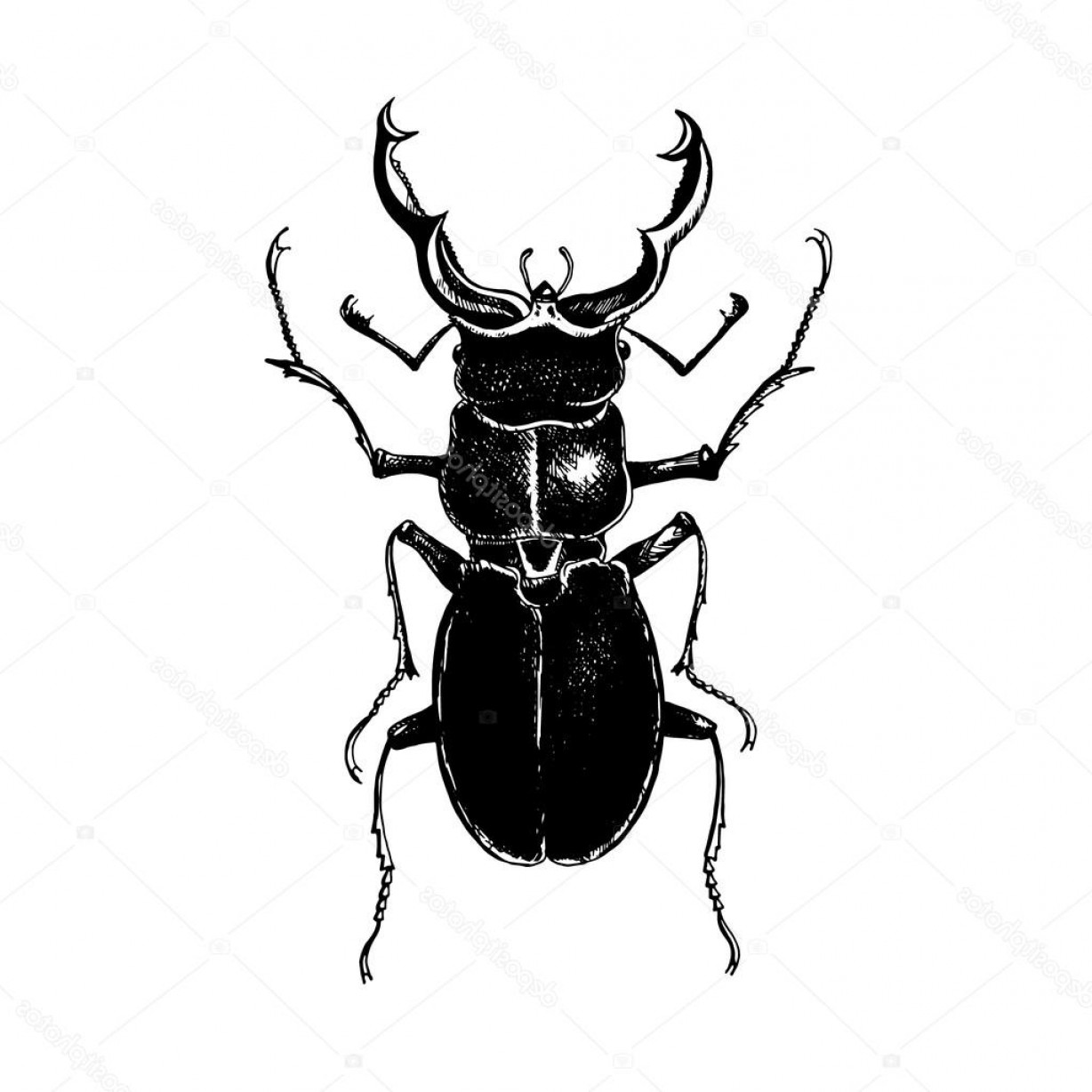 1228x1228 Stock Illustration Hand Drawn Stag Beetle Soidergi