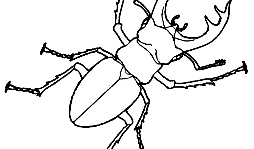 1024x600 Best Of Stag Beetle Drawing Google Search Free Coloring Book