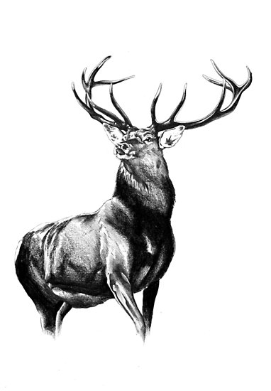 382x550 Antique Stag Art Drawing Handmade Nature Posters