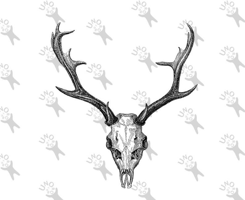 794x651 Deer Skull Horns Vintage Deer Stag Antlers Image Instant Etsy