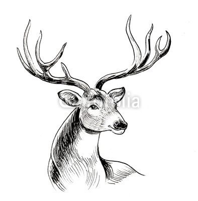 394x400 Ink Black And White Drawing Of A Stag Deer Buy Photos Ap