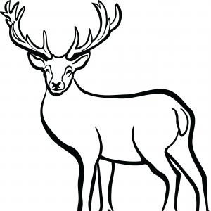 300x300 Sketched Red Deer Stag Buck Studiogrfx
