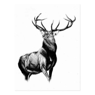 307x307 Stag Drawing Postcards Zazzle Nz