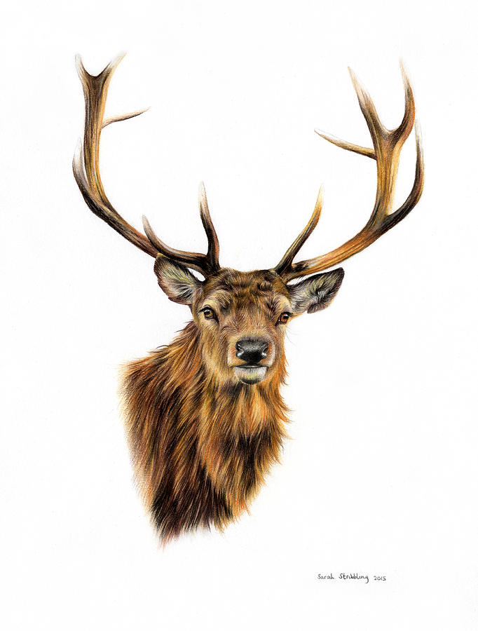 682x900 Stag Drawing