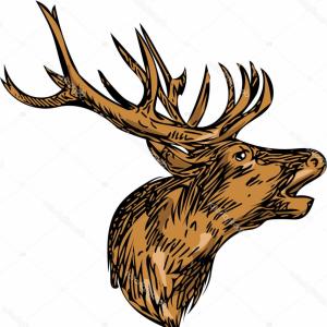 300x300 Stock Illustration Red Deer Stag Head Roaring Sohadacouri