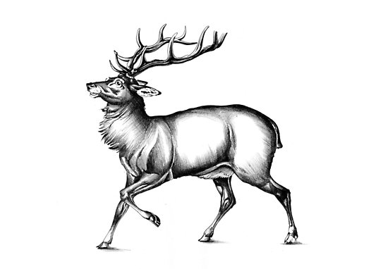 550x382 Antique Stag Art Drawing Handmade Nature Posters