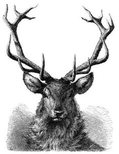 Stag Head Drawing