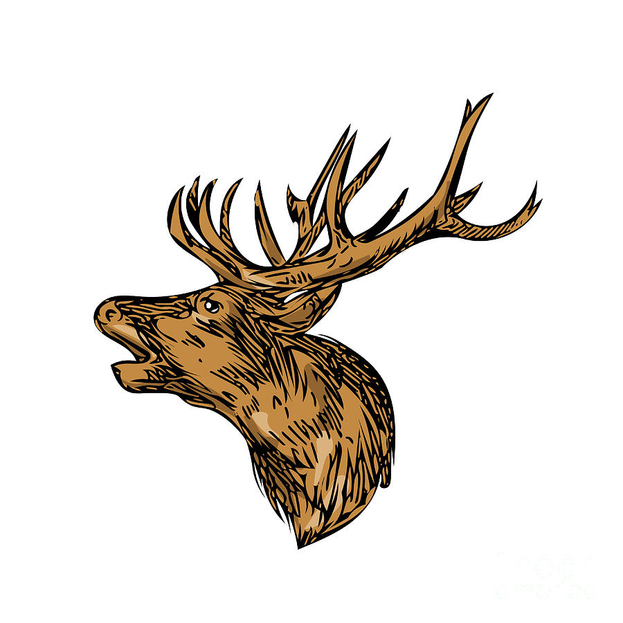 900x900 Red Deer Stag Head Roaring Drawing Digital Art