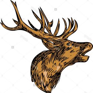 300x300 Stock Photo Drawing Sketch Style Illustration Of A Red Deer Stag