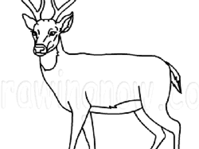 640x480 Free Drawn Stag, Download Free Clip Art