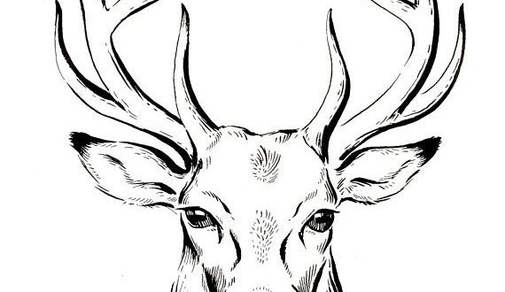 570x330 Original Deer Ink Drawing, Deer Illustration, Stag, Animal Art