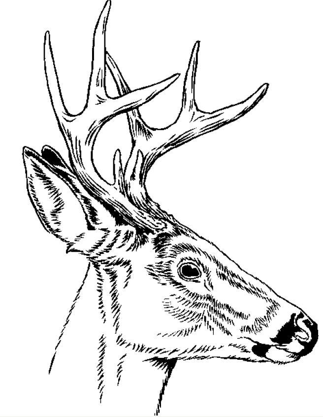 656x846 Stag Drawing Free Download