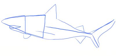400x195 How To Draw A Realistic Shark, Step Drawings In Shark