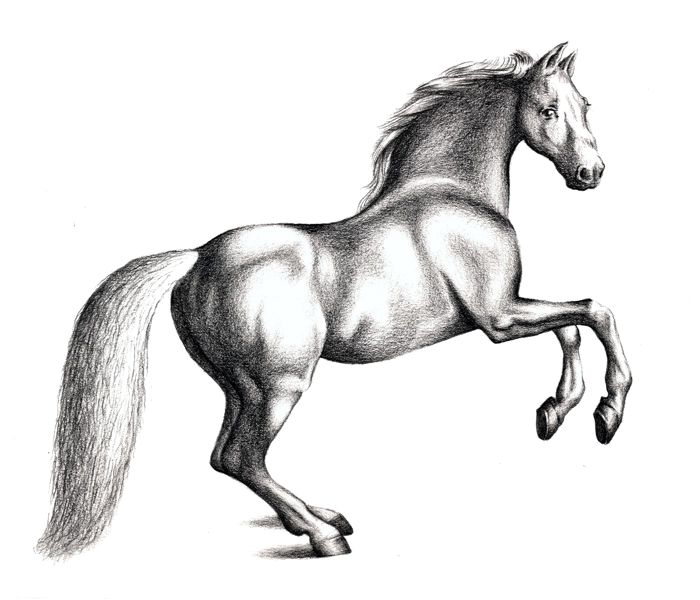 700x600 Stallion Drawing Muscular For Free Download