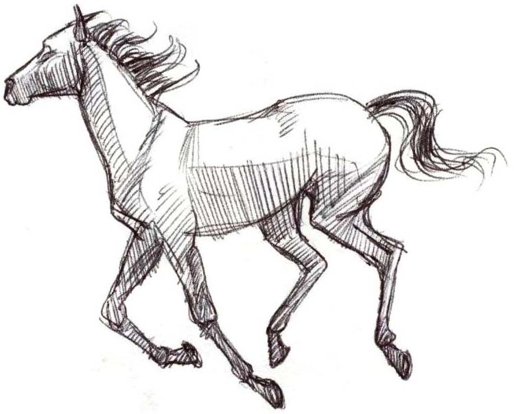 749x604 Stallion Drawing Drawing Skill