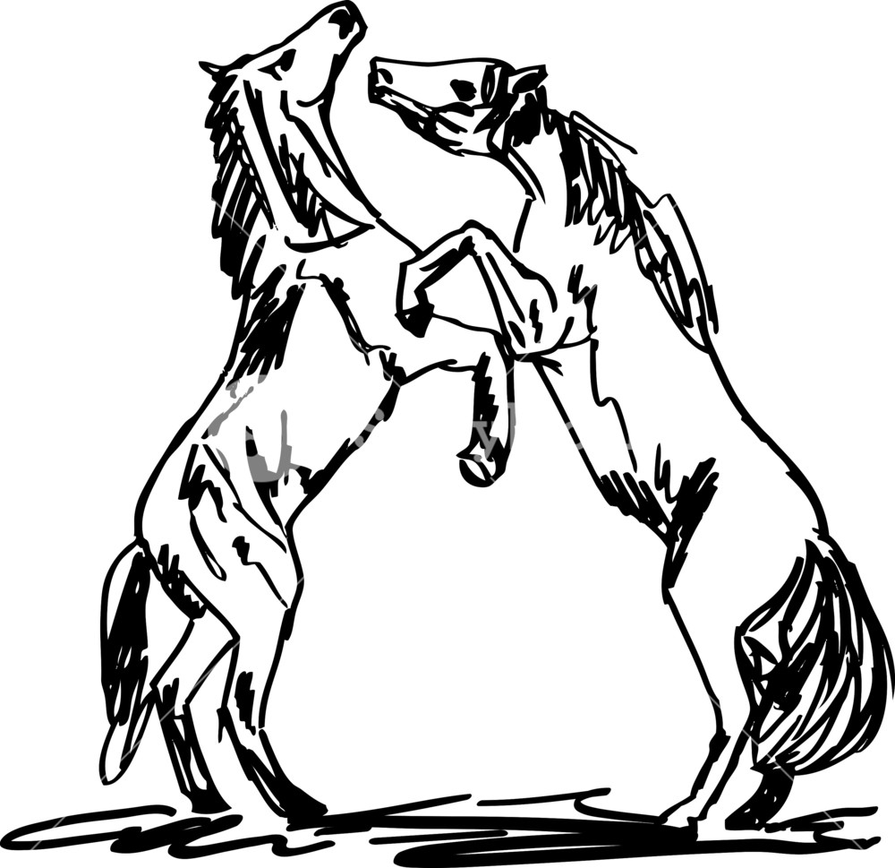 1000x969 Stallion Sketch Vector Illustration Royalty Free Stock Image