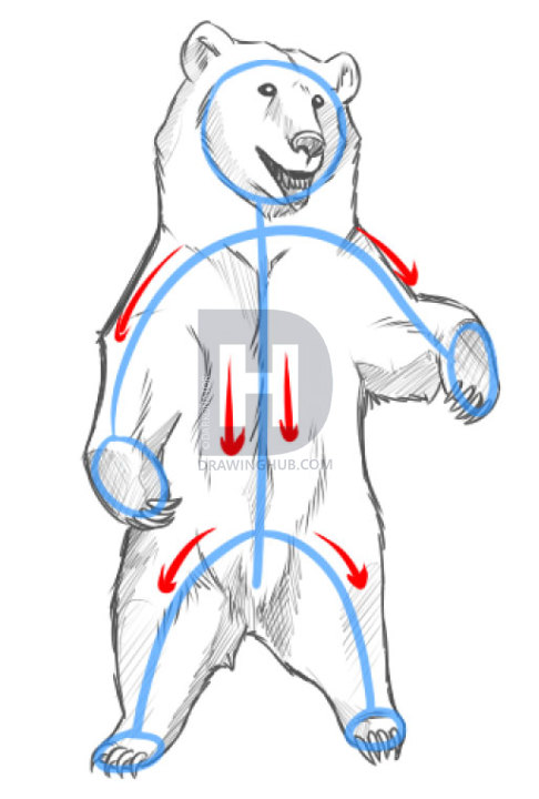 486x720 How To Draw Bears, Step