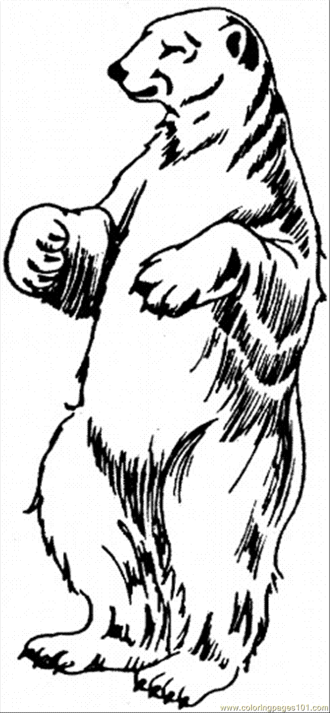 650x1404 Standing Bear Drawing