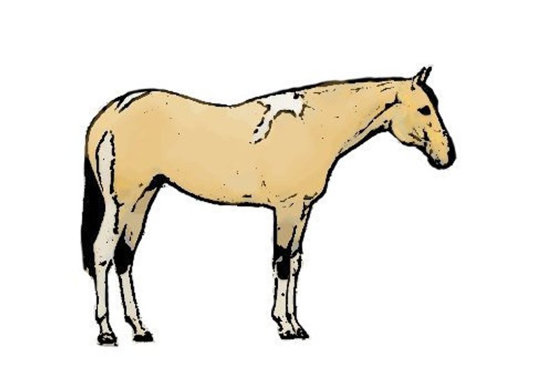 794x561 standing buckskin paint horse decalsticker etsy