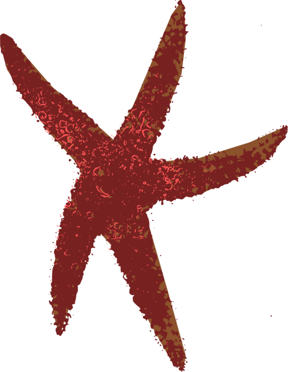 581x750 Drawing Starfish Echinoderm Transparent Png Clipart Free