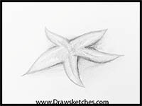 200x150 How To Draw Cartoon Starfish Realistic Starfish Drawing